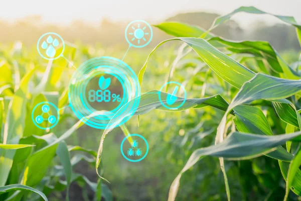 Modern teknoloji kavramları ile Agroforestry Mısır muayene sonuçları