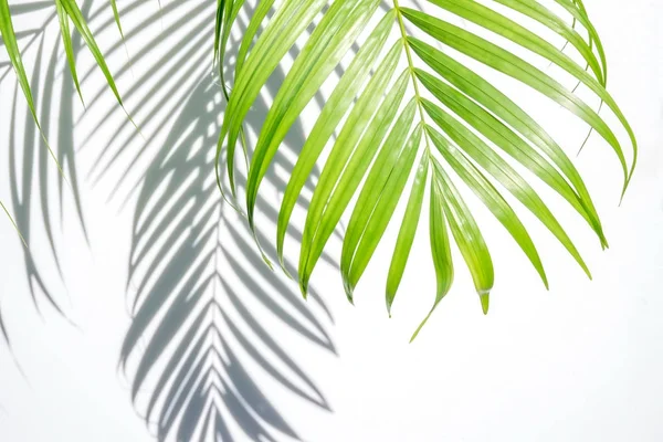 Hoja Palma Verde Sombra Sobre Fondo Blanco — Foto de Stock