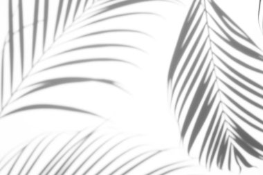 arka plan beyaz bir arka plan üzerinde gölgeler palmiye yaprağı. Beyaz ve siyah