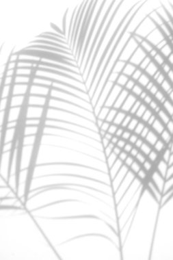 arka plan beyaz bir arka plan üzerinde gölgeler palmiye yaprağı. Beyaz ve siyah