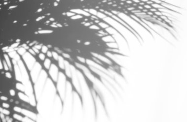 arka plan beyaz bir arka plan üzerinde gölgeler palmiye yaprağı. Beyaz ve siyah