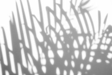 arka plan beyaz bir arka plan üzerinde gölgeler palmiye yaprağı. Beyaz ve siyah