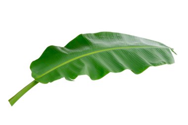 Muz Yaprak üzerinde izole beyaz arka plan, dosyada, kırpma yolu.