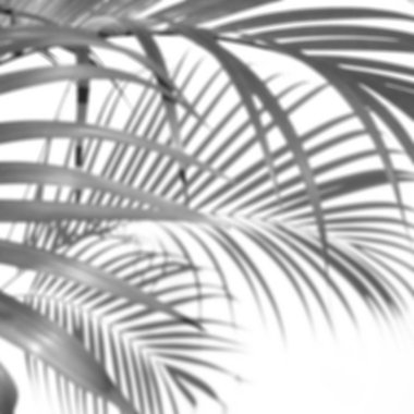 arka plan beyaz bir arka plan üzerinde gölgeler palmiye yaprağı. Beyaz ve siyah