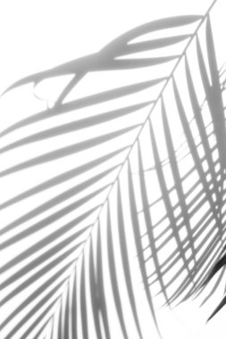 arka plan beyaz bir arka plan üzerinde gölgeler palmiye yaprağı. Beyaz ve siyah