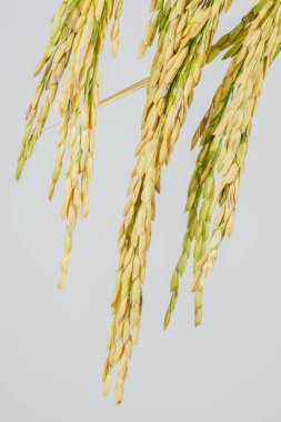 Makro yakın çekim çeltik pirinç beyaz arka plan üzerinde