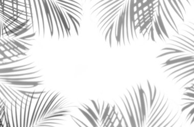 arka plan beyaz bir arka plan üzerinde gölgeler palmiye yaprağı. Beyaz ve siyah