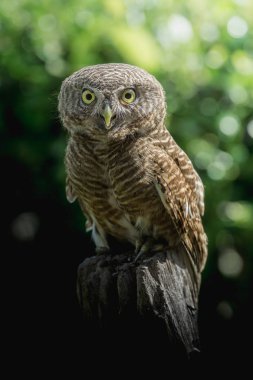 Sabahları güdük üzerinde yakalı owlet (Glaucidium brodiei) duran.