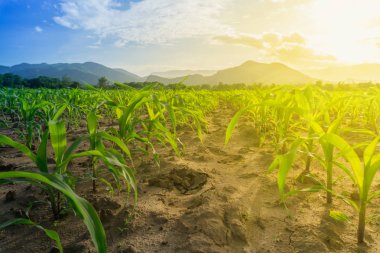 Tarım bahçesindeki genç yeşil mısır tarlası ve gün batımı parlıyor