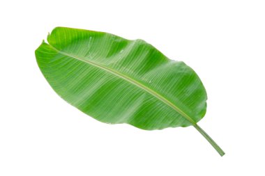 Muz Yaprak üzerinde izole beyaz arka plan, dosyada, kırpma yolu.