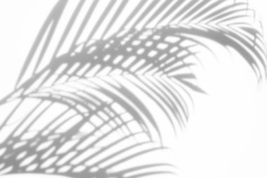 arka plan beyaz bir arka plan üzerinde gölgeler palmiye yaprağı. Beyaz ve siyah