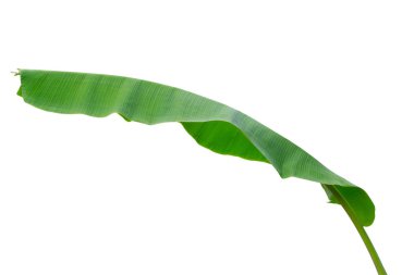 Muz Yaprak üzerinde izole beyaz arka plan, dosyada, kırpma yolu.