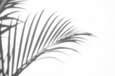 arka plan beyaz bir arka plan üzerinde gölgeler palmiye yaprağı. Beyaz ve siyah