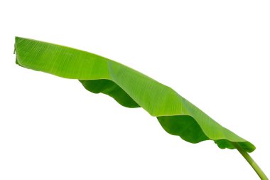 Muz Yaprak üzerinde izole beyaz arka plan, dosyada, kırpma yolu.