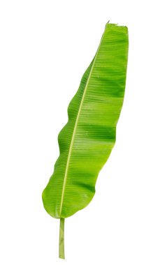 Muz Yaprak üzerinde izole beyaz arka plan, dosyada, kırpma yolu.