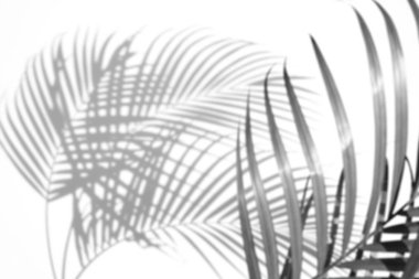 arka plan beyaz bir arka plan üzerinde gölgeler palmiye yaprağı. Beyaz ve siyah