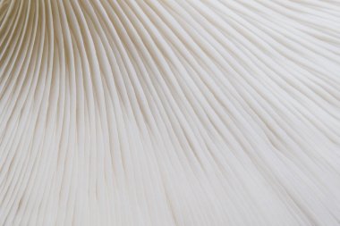 arka plan makro resim Sajor-caju mantar