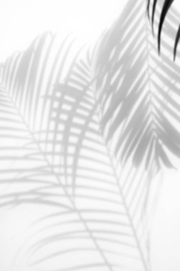 arka plan beyaz bir arka plan üzerinde gölgeler palmiye yaprağı. Beyaz ve siyah