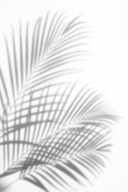 arka plan beyaz bir arka plan üzerinde gölgeler palmiye yaprağı. Beyaz ve siyah