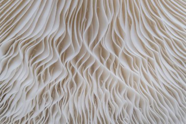 Sajor-caju mantar bitkilerin soyut doğa arka plan makro. Fikir tasarım doku desen kavramı doğal veya duvar kağıdı kullanarak.