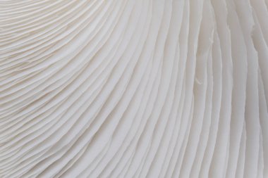 Sajor-caju mantar bitkilerin soyut doğa arka plan makro. Fikir tasarım doku desen kavramı doğal veya duvar kağıdı kullanarak.