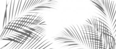 arka plan beyaz bir arka plan üzerinde gölgeler palmiye yaprağı. Beyaz ve siyah