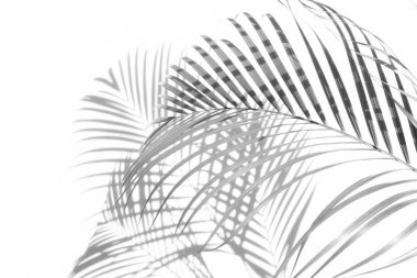 arka plan beyaz bir arka plan üzerinde gölgeler palmiye yaprağı. Beyaz ve siyah