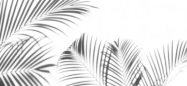 arka plan beyaz bir arka plan üzerinde gölgeler palmiye yaprağı. Beyaz ve siyah