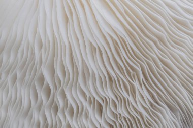 Sajor-caju mantar bitkilerin soyut doğa arka plan makro. Fikir tasarım doku desen kavramı doğal veya duvar kağıdı kullanarak.