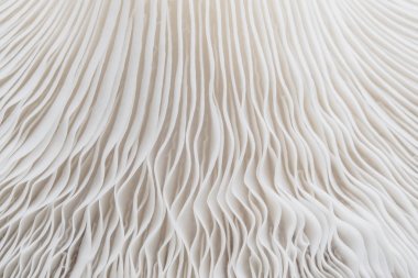 Sajor-caju mantar bitkilerin soyut doğa arka plan makro. Fikir tasarım doku desen kavramı doğal veya duvar kağıdı kullanarak.