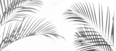 arka plan beyaz bir arka plan üzerinde gölgeler palmiye yaprağı. Beyaz ve siyah