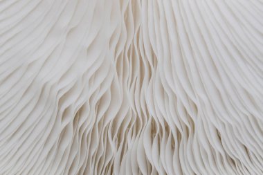 Sajor-caju mantar bitkilerin soyut doğa arka plan makro. Fikir tasarım doku desen kavramı doğal veya duvar kağıdı kullanarak.