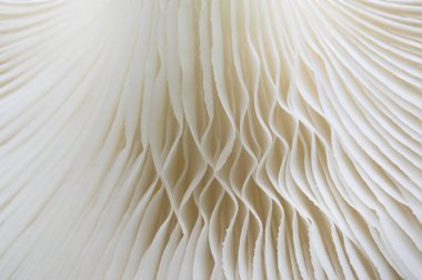 Sajor-caju mantar bitkilerin soyut doğa arka plan makro. Fikir tasarım doku desen kavramı doğal veya duvar kağıdı kullanarak.