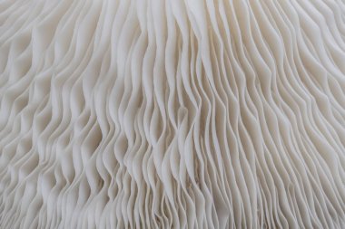 Sajor-caju mantar bitkilerin soyut doğa arka plan makro. Fikir tasarım doku desen kavramı doğal veya duvar kağıdı kullanarak.