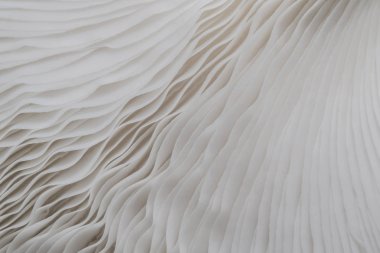 Sajor-caju mantar bitkilerin soyut doğa arka plan makro. Fikir tasarım doku desen kavramı doğal veya duvar kağıdı kullanarak.