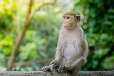 Tayland bir doğal orman maymun yaşıyor.