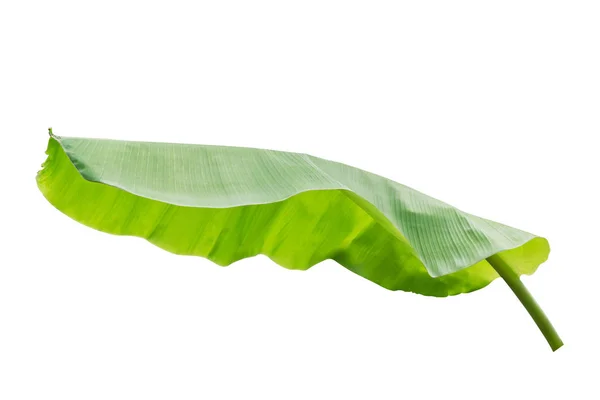 Banana Leaf Isolato Sfondo Bianco File Contiene Percorso Ritaglio — Foto Stock