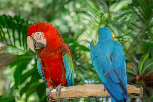 Blauer Und Roter Ara Vogel Einer Der Berühmtesten Papageien Der — Stockfoto