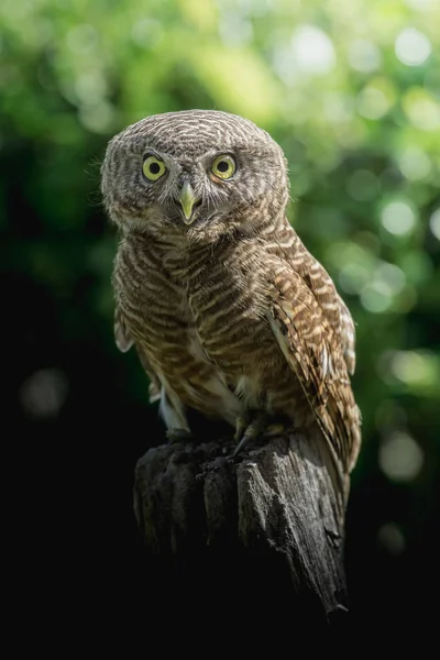 Hegyi Törpekuvik Glaucidium Brodiei Állva Stump Reggel — Stock Fotó