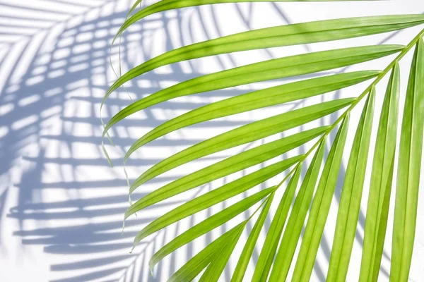 Hoja Palma Verde Sombra Sobre Fondo Blanco — Foto de Stock