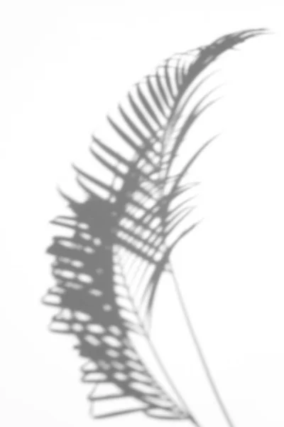 Abstract Background Shadows Palm Leaf White Background White Black — Stock Photo, Image