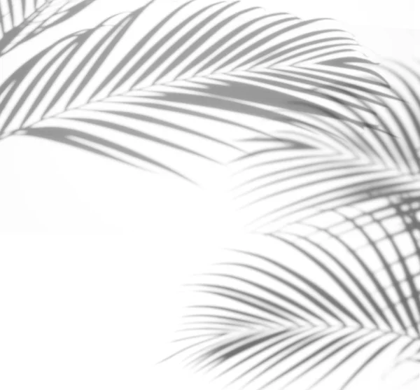 白色背景下的阴影棕榈叶的抽象背景 白色和黑色 — 图库照片