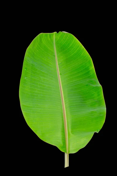 Banana Leaf Isolato Sfondo Nero File Contiene Percorso Ritaglio — Foto Stock