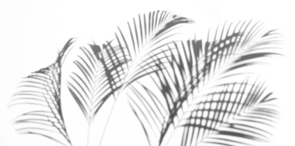 Abstracte Achtergrond Van Schaduwen Palmtak Een Witte Achtergrond Wit Zwart — Stockfoto