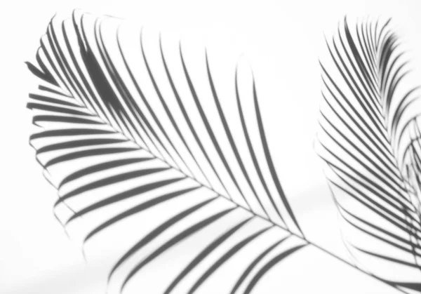 Abstrakter Hintergrund Der Schatten Palmblatt Auf Weißem Hintergrund Weiß Und — Stockfoto