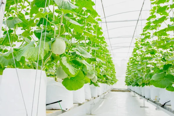 Young Green Melon Cantaloupe Growing Greenhouse — Stock Photo, Image