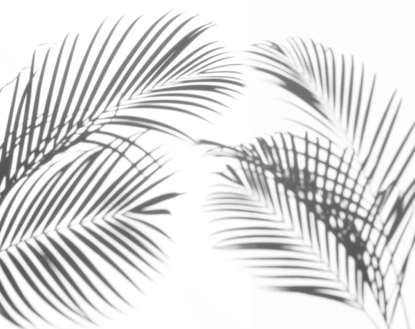 Abstract Background Shadows Palm Leaf White Background White Black — Stock Photo, Image