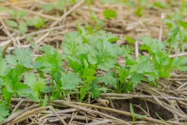 Sebze bahçesinde taze yeşil kişniş