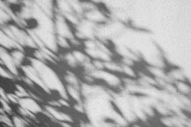 Beyaz beton bir yapı duvarında gölge yaprağı