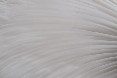 Sajor-caju mantar bitkilerin soyut doğa arka plan makro. Fikir tasarım doku desen kavramı doğal veya duvar kağıdı kullanarak.